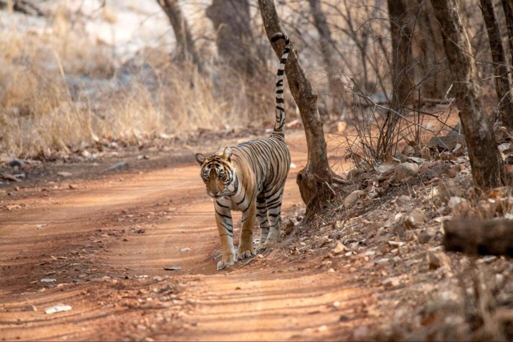Wildlife scene at Mukundara Tiger Reserve