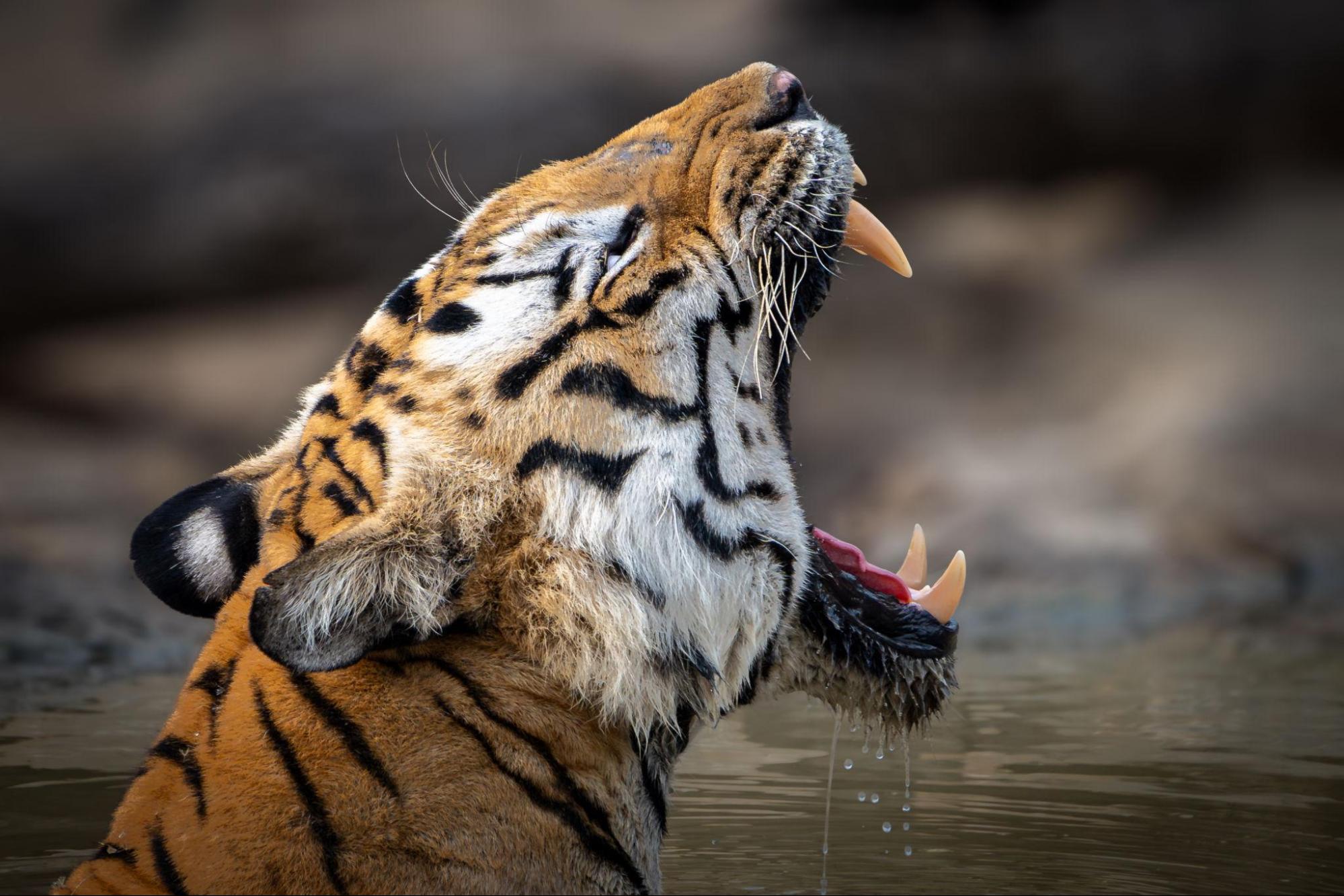 Mukundara Hills Tiger Reserve Kota | About Us