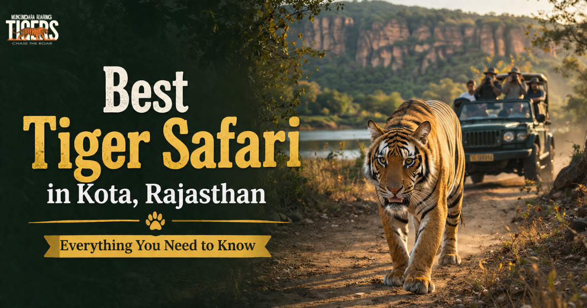 Best Tiger Safari in Kota, Rajasthan: Everything You Need to Know