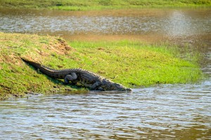 mukundara safari
