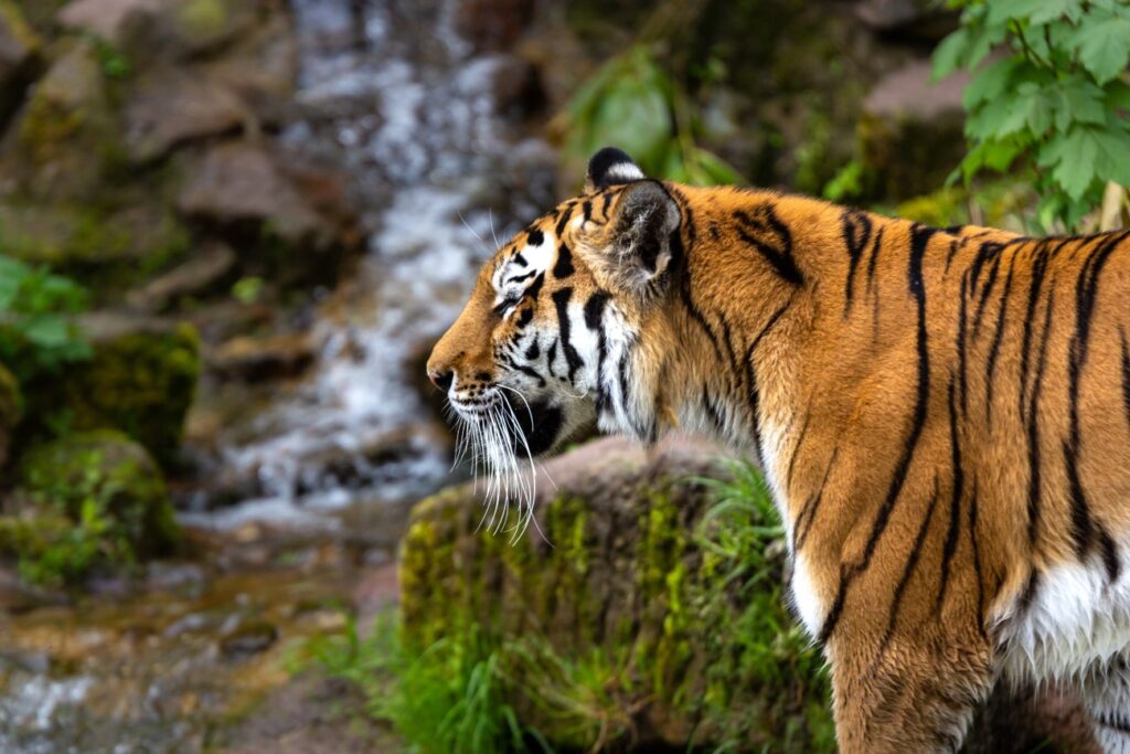 Tiger standing in forest at Mukundara Tiger Reserve