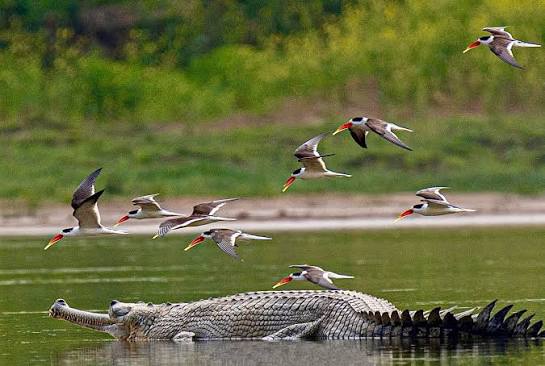 Ancient Chambal Gharial Sanctuary