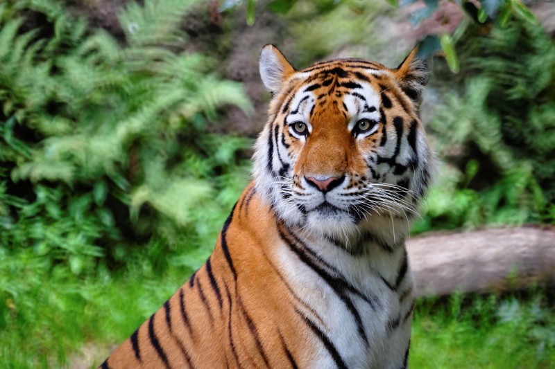 Royal Bengal tiger in Mukundara forest