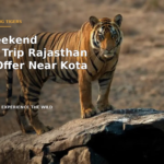 Best Weekend Wildlife Trip in Rajasthan