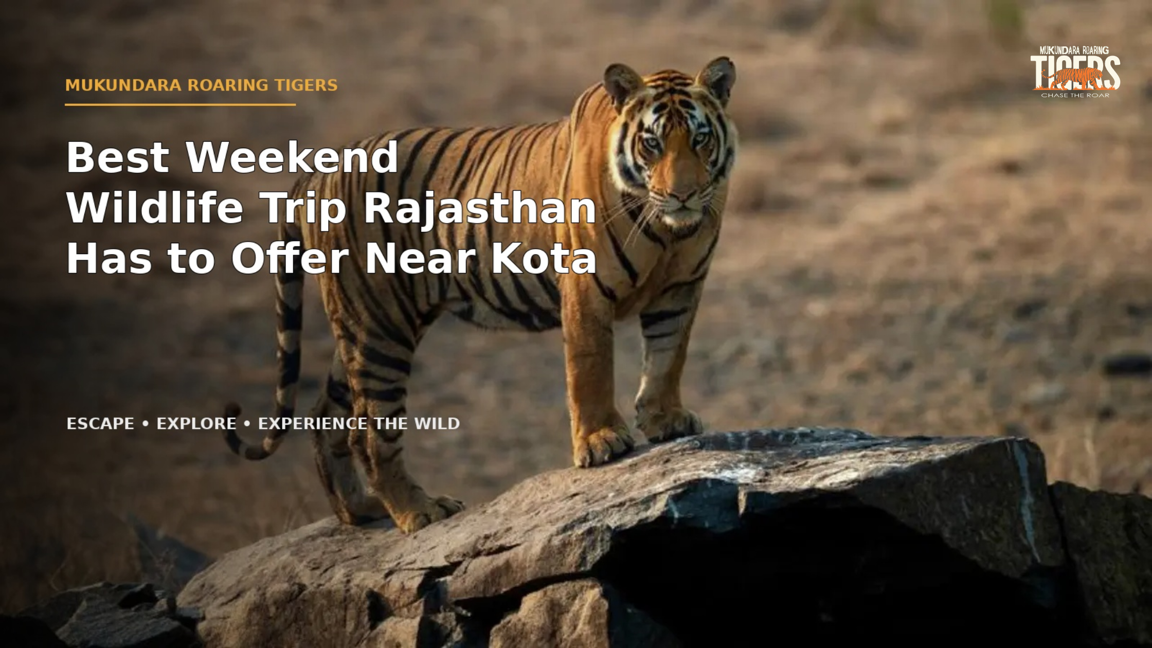 Best Weekend Wildlife Trip Rajasthan Has to Offer Near Kota