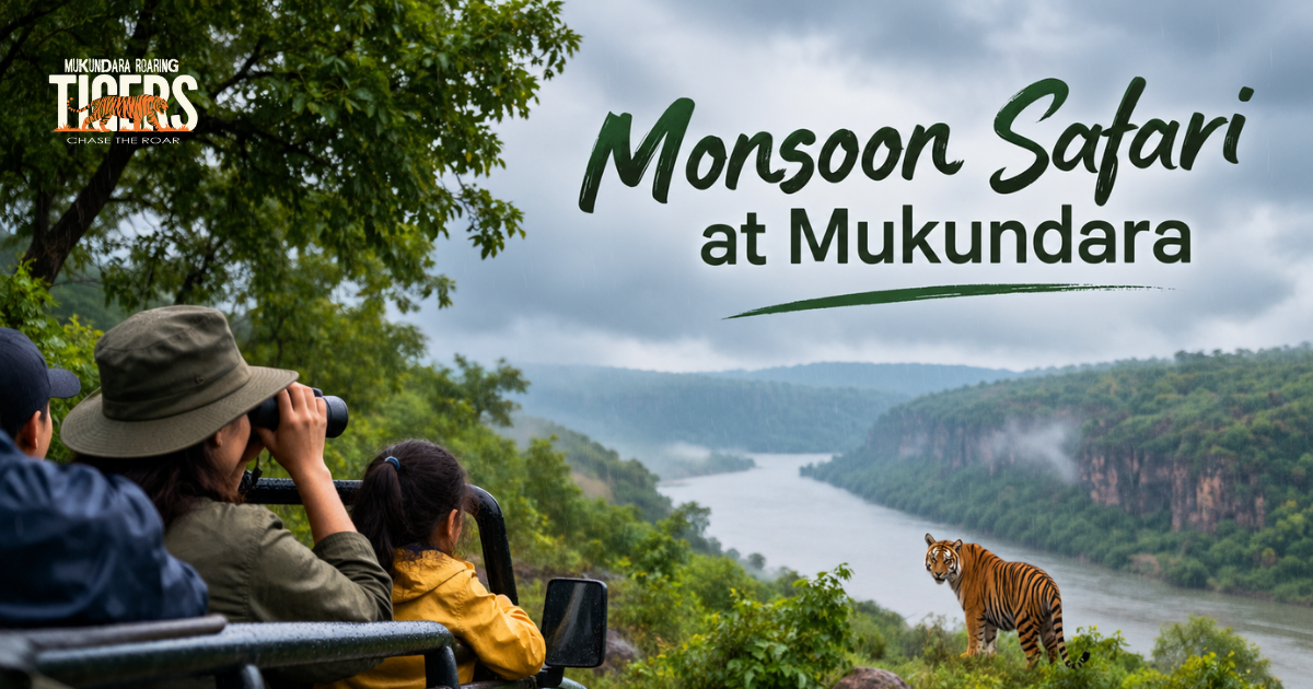 Monsoon Safari at Mukundara: What the Reserve Looks Like in the Rains