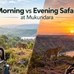 Morning vs Evening Safari at Mukundara